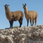 Lamas