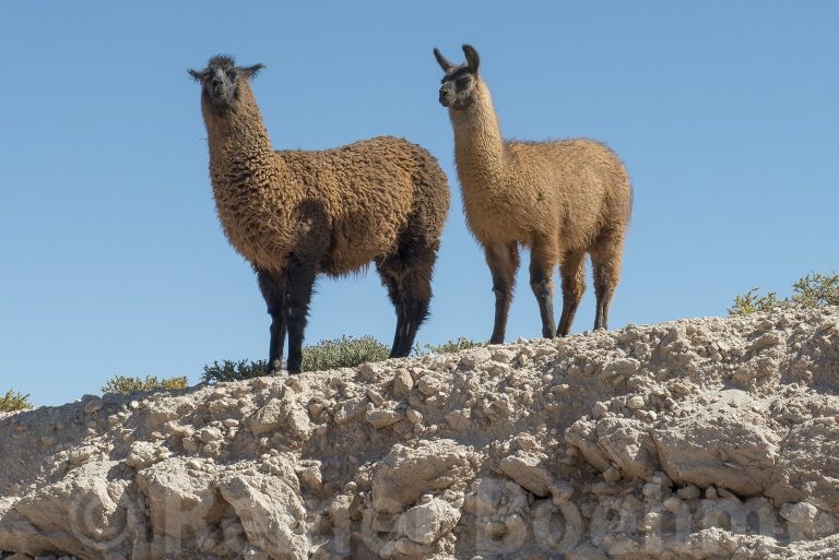 Lamas