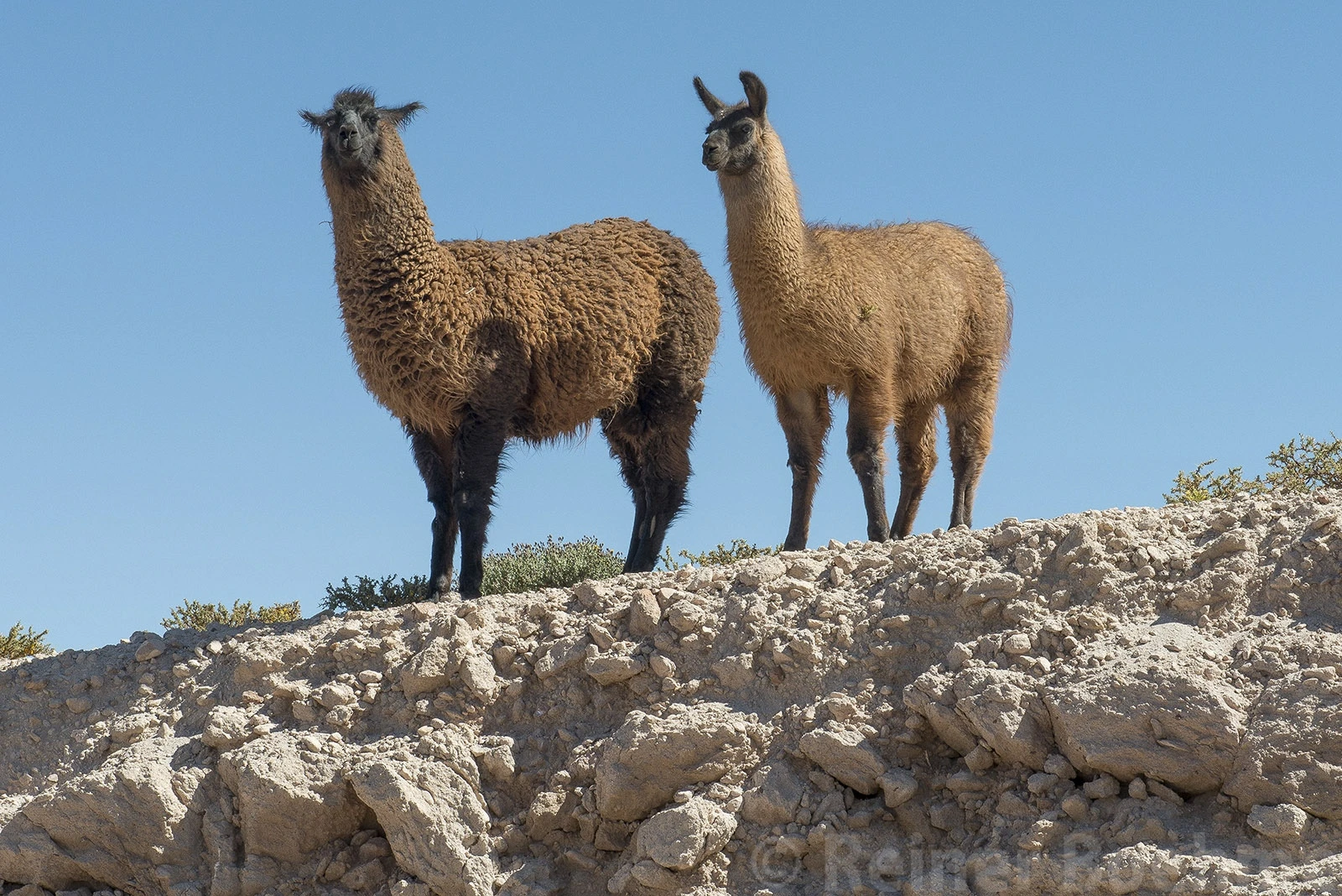 Lamas, Chile – photo by Reiner Boehme