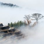 Fog