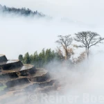 Fog