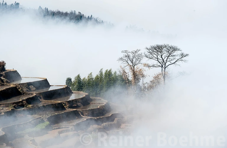 Fog