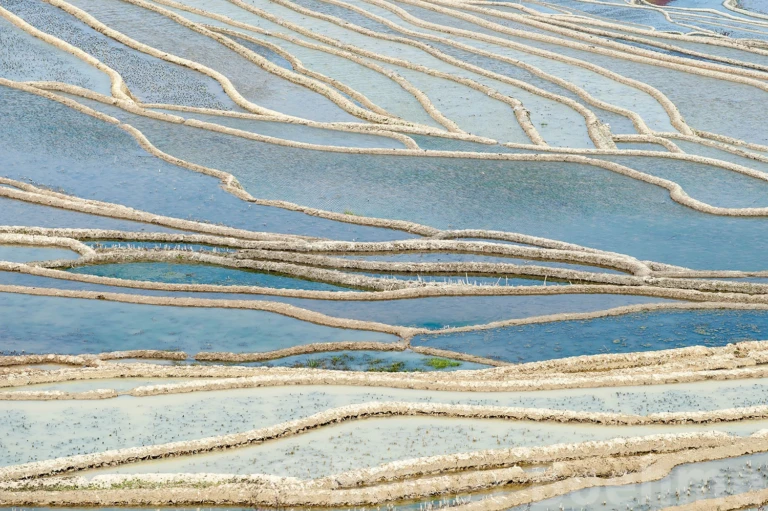 Lines