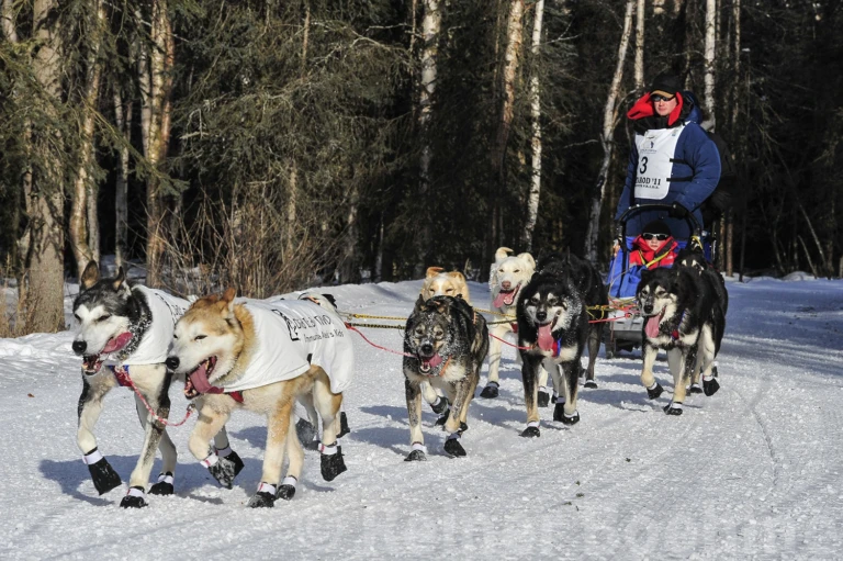 Annual Iditarod race