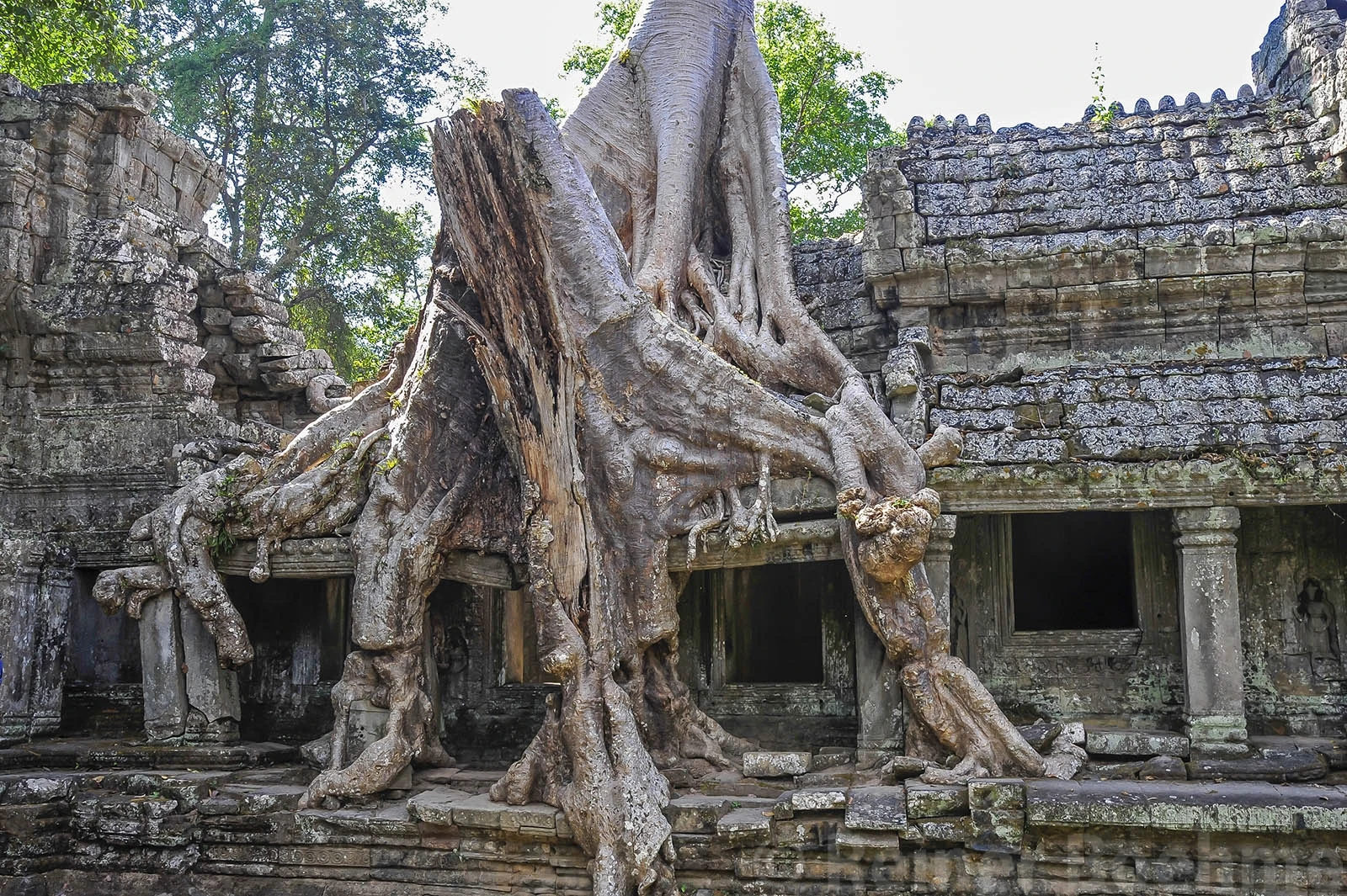 The jungle took over for centuries, Angkor Wat – photo by Reiner Boehme