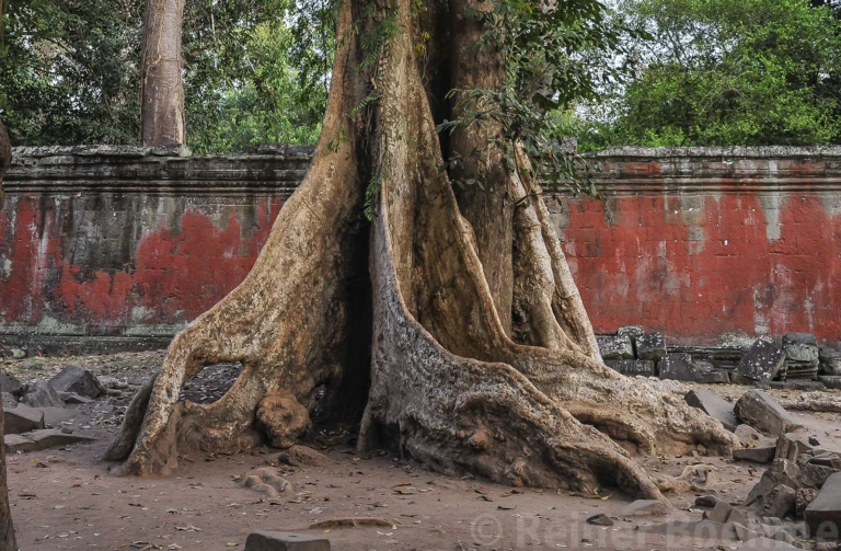 More trees