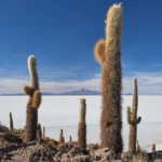 Isla Incahuasi