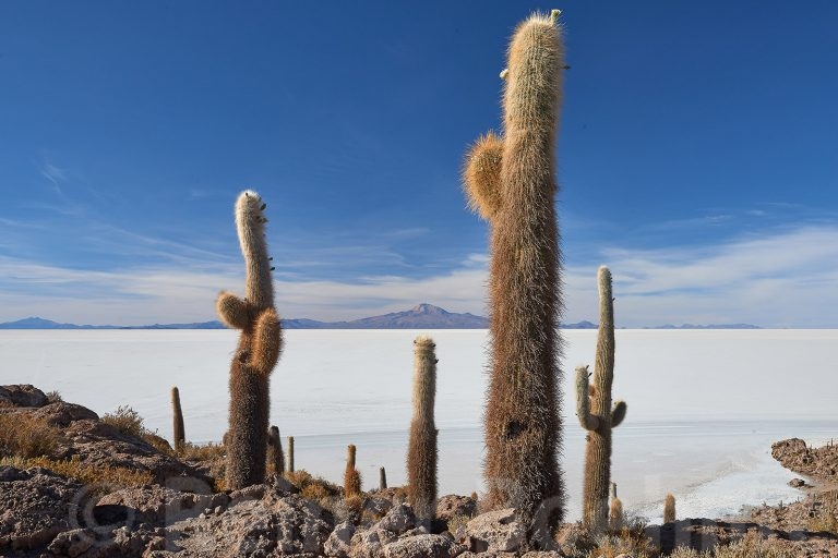 Isla Incahuasi
