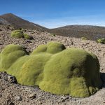 Yareta plant growing 1mm/year