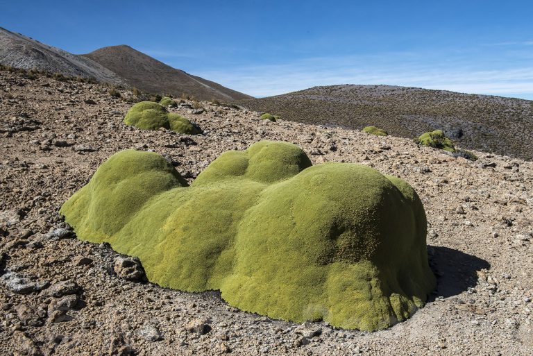 Yareta plant growing 1mm/year