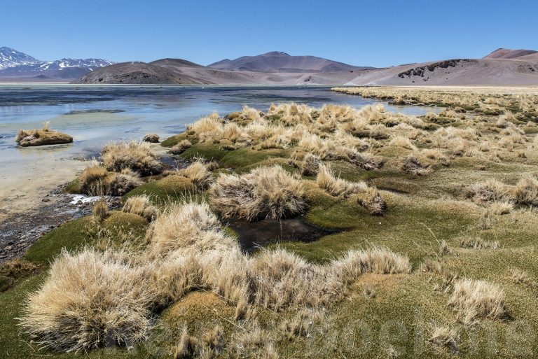 Salar de Surire III