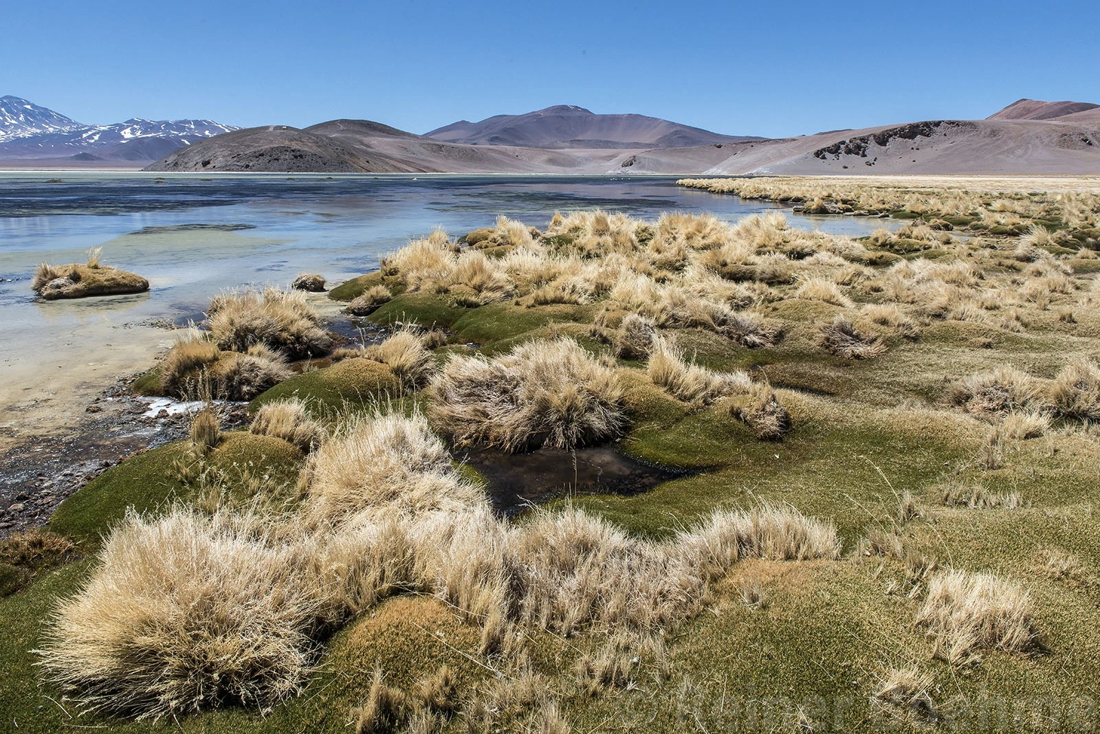 Salar de Surire III, Chile – photo by Reiner Boehme