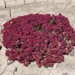 Flowers in the Atacama