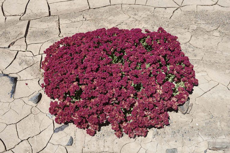 Flowers in the Atacama