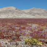 After 11 years flowers bloom in the Atacama