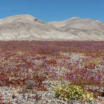 After 11 years flowers bloom in the Atacama