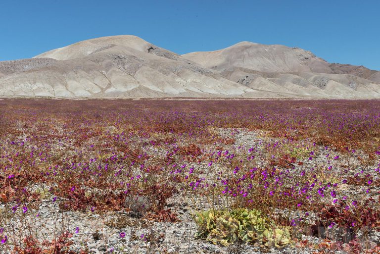 After 11 years flowers bloom in the Atacama