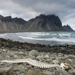 Stokksnes whale skeleton