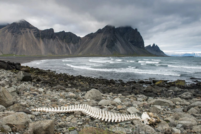 Stokksnes whale skeleton