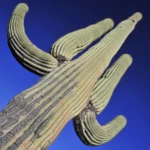 Saguaro