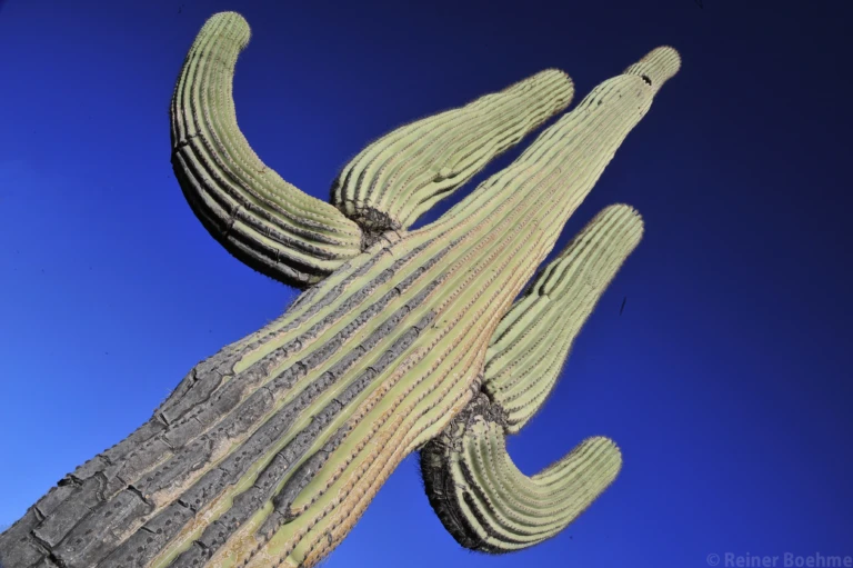 Saguaro