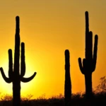 Saguaro