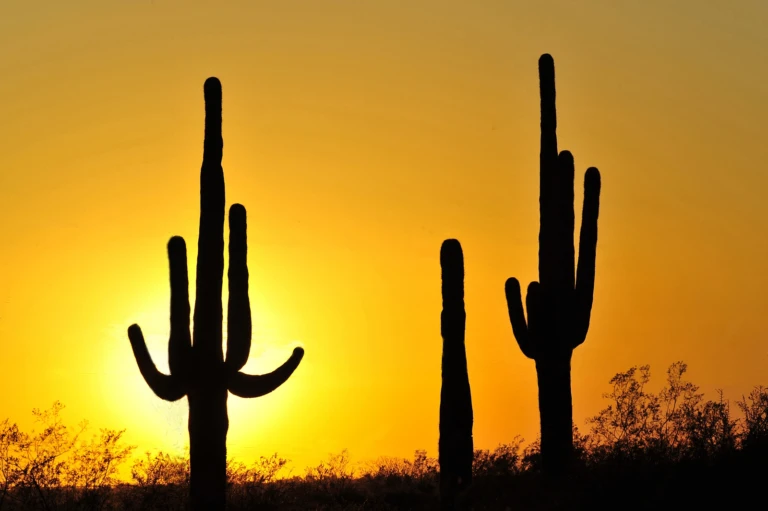 Saguaro