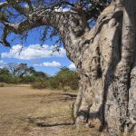 Baobab tree