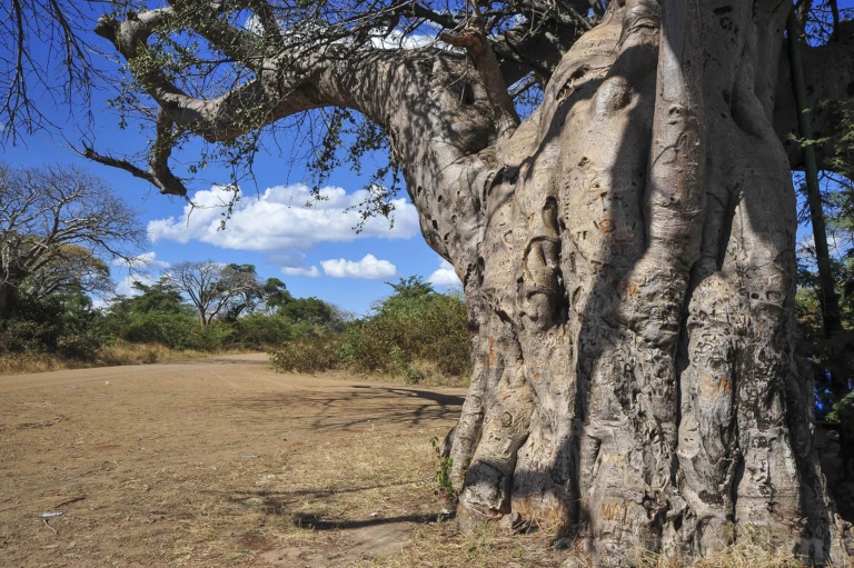 Baobab tree