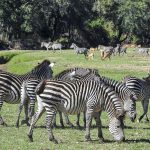 Wildlife 5