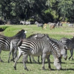 Wildlife 5