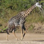 Wildlife 4