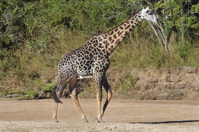 Wildlife 4