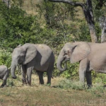 Wildlife 2