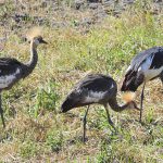 Wildlife 9
