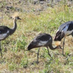 Wildlife 9