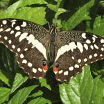 Wildlife 16