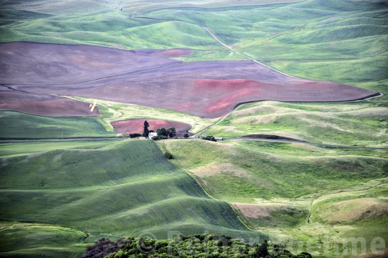 The Palouse in spring III