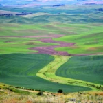 The Palouse in spring II
