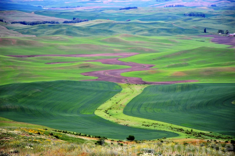 The Palouse in spring II