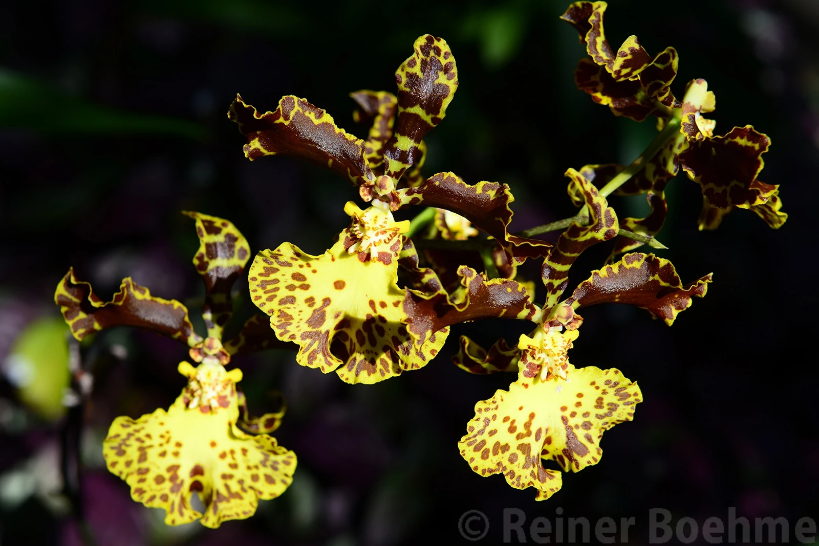 Orchids at the botanical garden, Hawaii – photo by Reiner Boehme