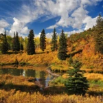 Beaver pond