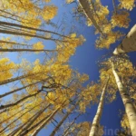 Aspen trees