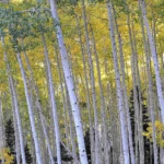 Aspen