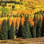 Autumn colors