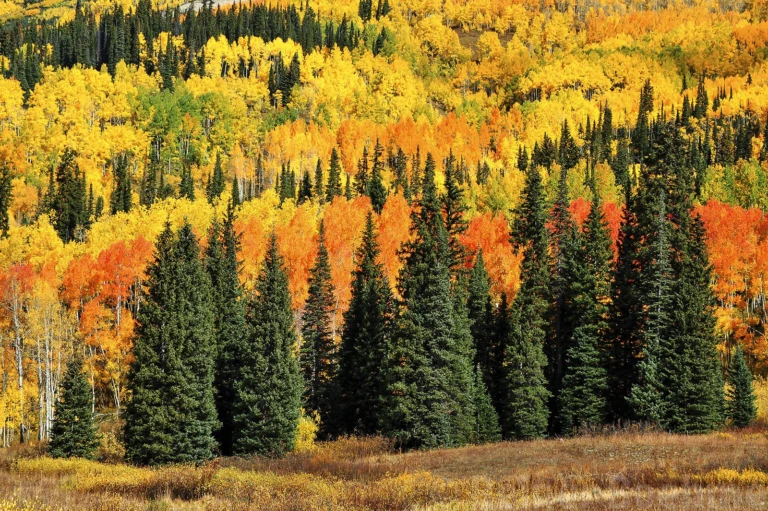 Autumn colors