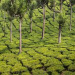 Around Munnar