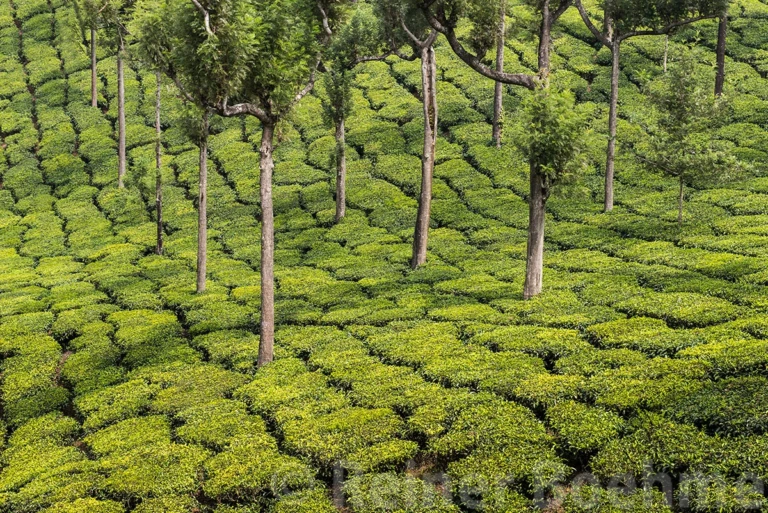 Around Munnar
