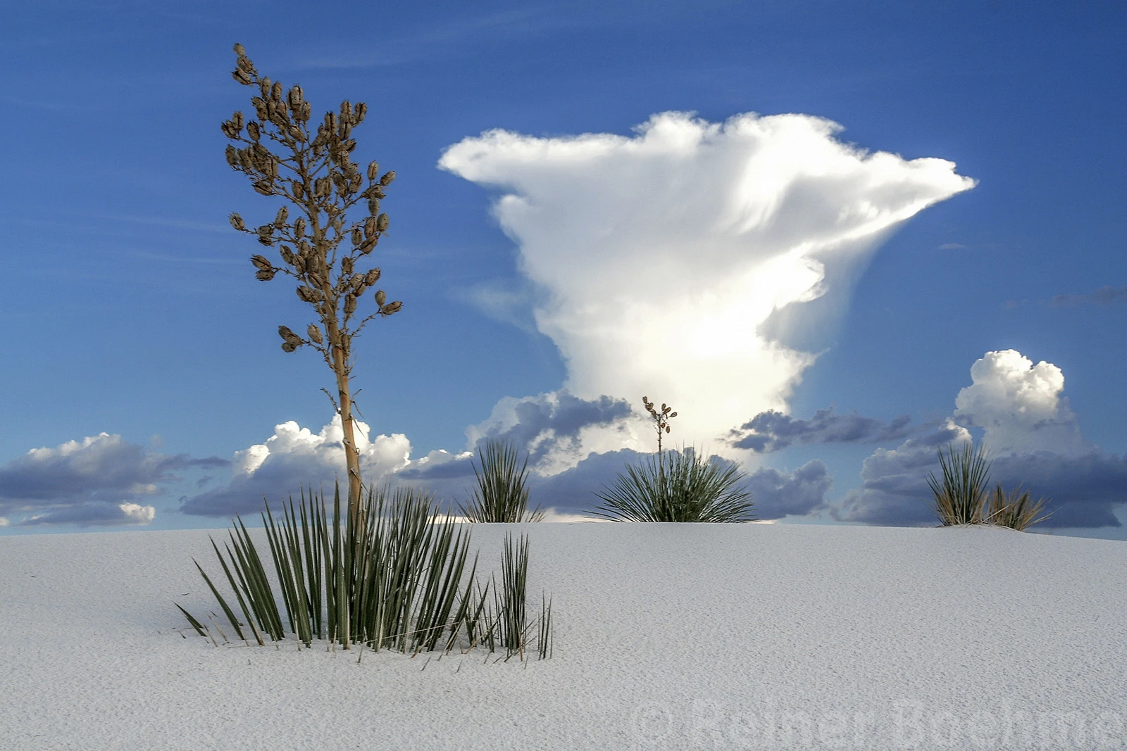 WS15, White Sands – photo by Reiner Boehme