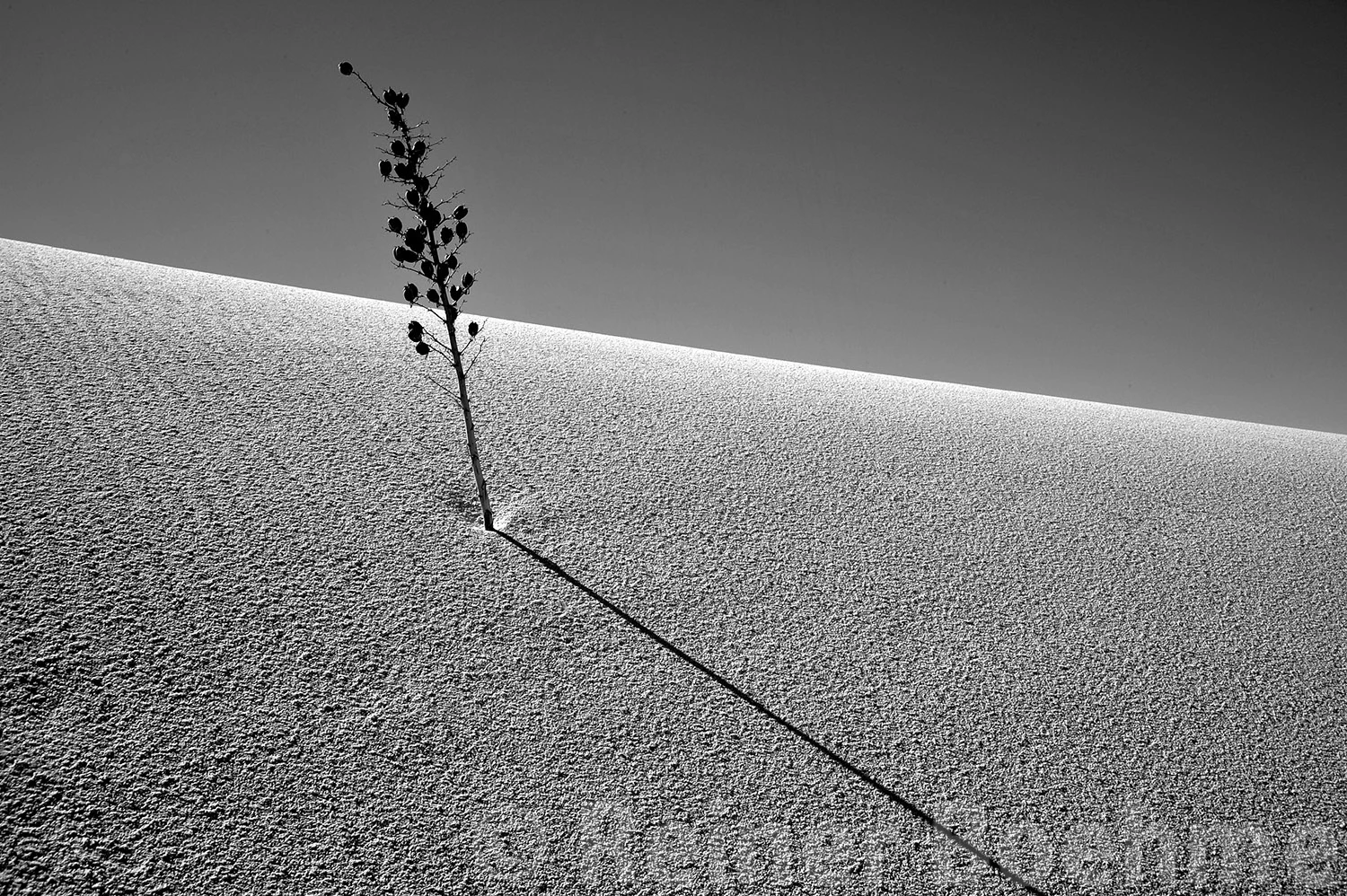 V, White Sands – photo by Reiner Boehme